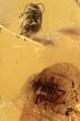 Detailed Fossil Spider and Marsh Beetle in Baltic Amber #270612-2